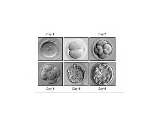 重庆供卵试管经历,重庆试管供卵