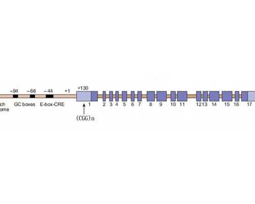 重庆供卵妹子,重庆供卵试管医院排名如何？附供卵医院费用明细