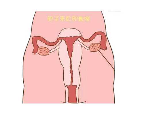 重庆最新代怀价格,重庆妇幼能做供卵试管吗？附试管详细流程_上海供卵试管双