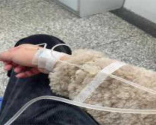 重庆渝中区公立幼儿园入园条件有哪些？要当地户籍吗？