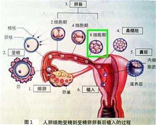 重庆有没有要代孕的_重庆代孕产子费用问题_美孕国际医疗-1626756596734