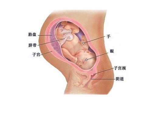 刘保君代孕中心_泰国全球生殖中心：供卵试管婴儿属违法，轻信中介后果自负