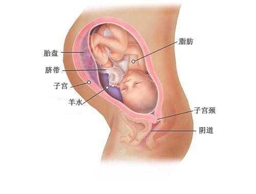 北京供卵的医院_试管婴儿放两个鲜胚的成活率高不高？