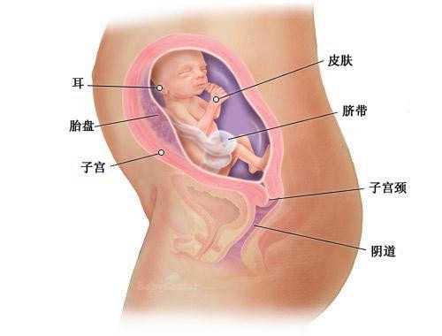 沈阳代生费用_美国试管婴儿囊胚移植后会出现哪些反应?是否正常?